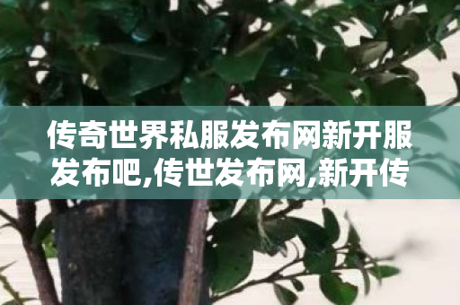 传奇世界私服发布网新开服发布吧,传世发布网,新开传奇世界网站,传世发布网