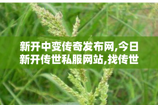 新开中变传奇发布网,今日新开传世私服网站,找传世私服网站,今日新开传世私服网站