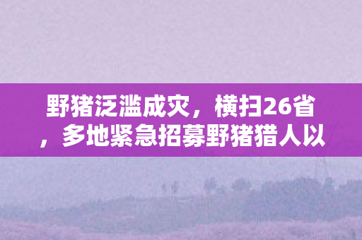 野猪泛滥成灾，横扫26省，多地紧急招募野猪猎人以保障生态平衡与民众安全
