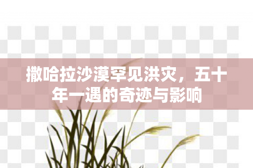 撒哈拉沙漠罕见洪灾，五十年一遇的奇迹与影响