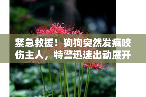 紧急救援！狗狗突然发疯咬伤主人，特警迅速出动展开救援行动