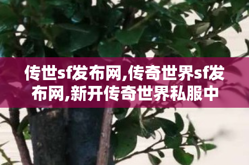 传世sf发布网,传奇世界sf发布网,新开传奇世界私服中变,传奇世界sf发布网